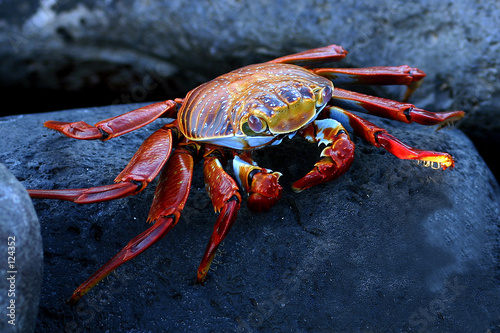 Naklejka zwierzę ekwador krab galapagos natura