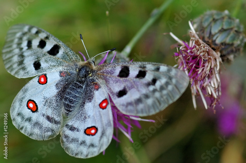 Plakat pyłek motyl pole