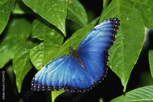 Fotoroleta ameryka południowa kwiat motyl