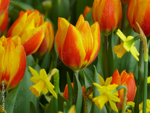 Obraz na płótnie natura tulipan ogród