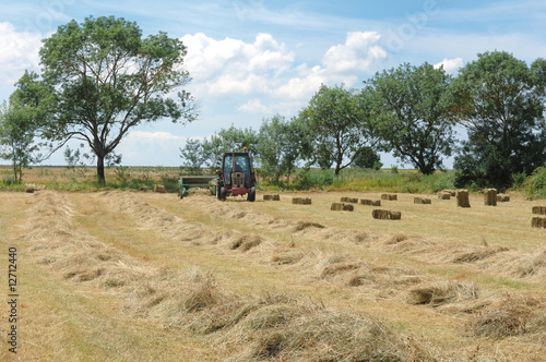 Naklejka traktor cielę żniwa trawa