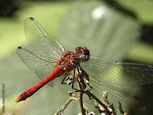 Plakat las szwajcaria natura czerwony owad