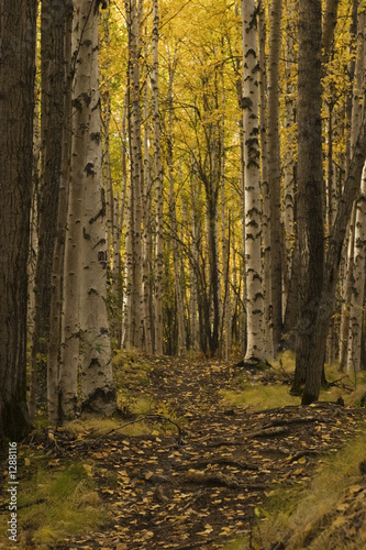 Fototapeta ameryka pejzaż alaska