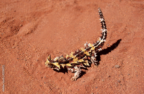 Plakat australia gad natura zwierzę