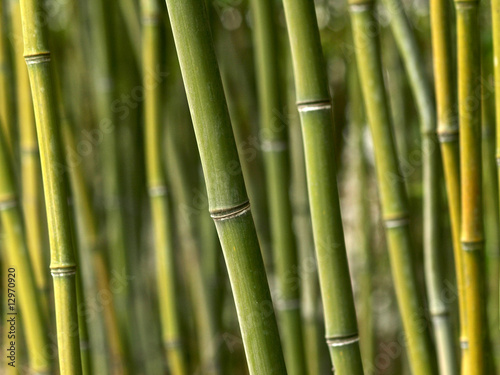 Fototapeta słoma bambus natura