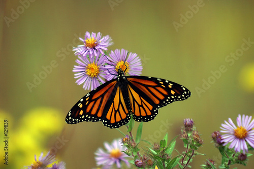 Obraz na płótnie motyl danaos monarcha