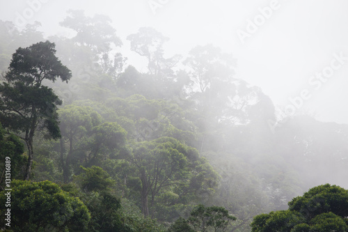 Fotoroleta roślina brazylia ameryka dżungla las