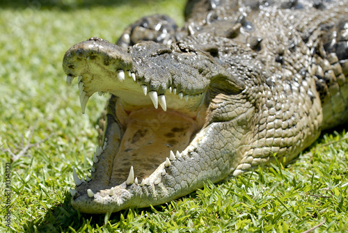 Fototapeta australia gad fauna park