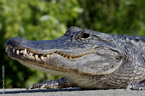 Naklejka dziki natura zwierzę krokodyl płaz
