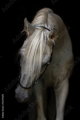 Fototapeta portret arabski ogier