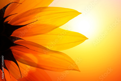 Fotoroleta Słonecznik w blasku słońca