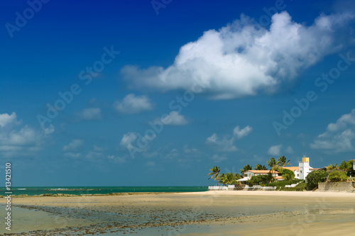 Fototapeta drzewa plaża brazylia egzotyczny palma