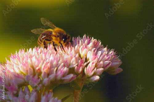 Fototapeta pyłek kwiat ulowy pasieki