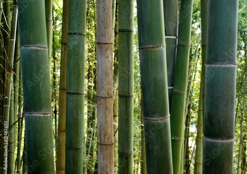 Obraz na płótnie bambus drzewa dżungla japonia