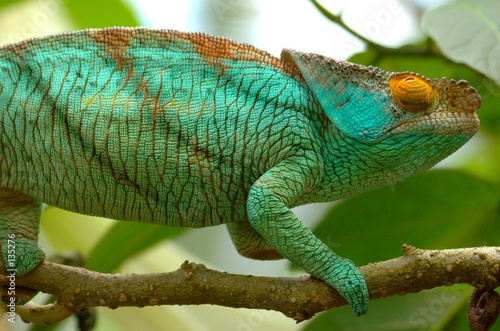 Plakat dziki kameleon natura endemicznych