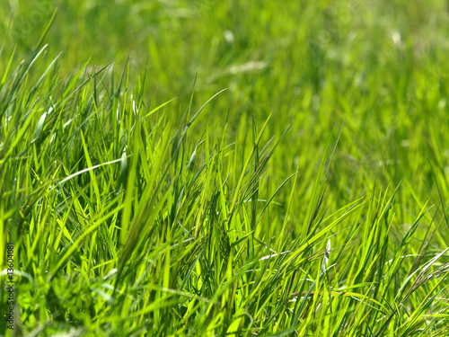 Obraz na płótnie trawa natura tło