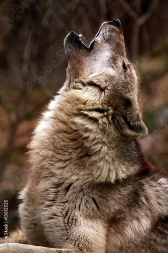 Plakat piękny natura zwierzę