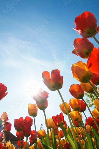 Plakat lato tulipan niebo
