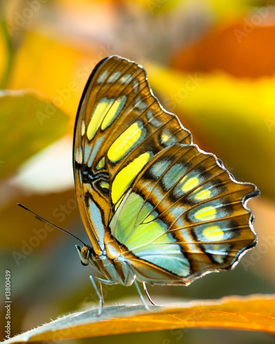 Obraz na płótnie zwierzę natura motyl owad zbliżenie