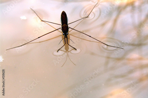 Fotoroleta woda natura sprężyna błąd owad