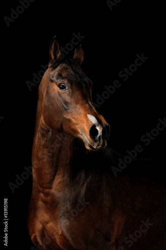 Fotoroleta arabian klacz ogier