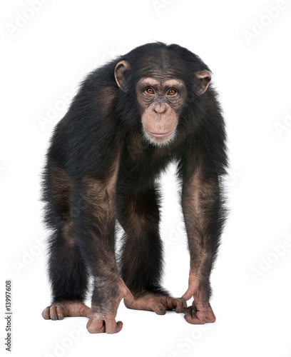 Obraz na płótnie ssak zwierzę małpa dziki