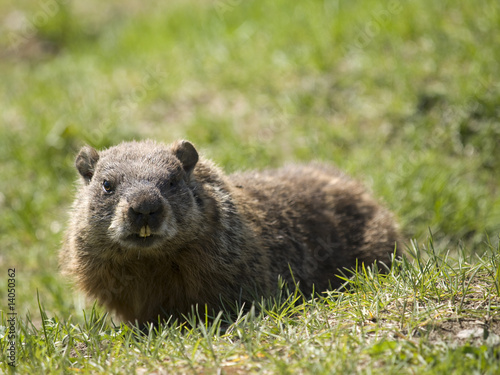 Obraz na płótnie park natura bezdroża