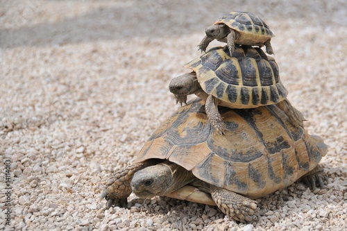 Plakat wyścig zwierzę żółw prowansja grecki