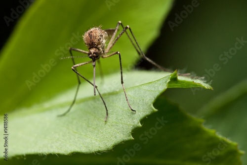 Naklejka natura zwierzę zielony makro