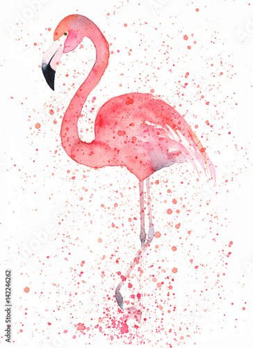 Plakat flamingo ptak ładny egzotyczny