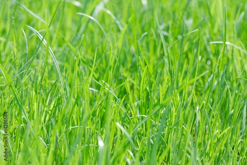 Obraz na płótnie natura roślina świeży piękny łąka