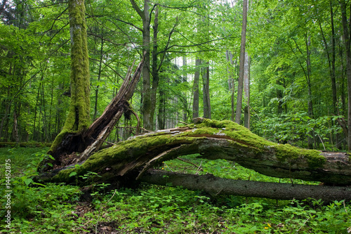 Naklejka natura stary pejzaż widok