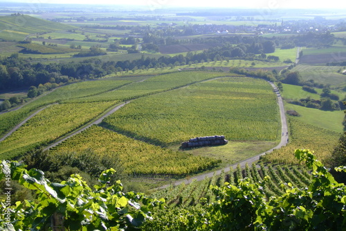 Obraz na płótnie las droga uprawa winorośli