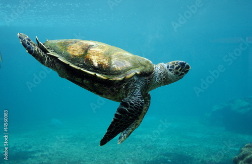 Plakat podwodne morze woda żółw