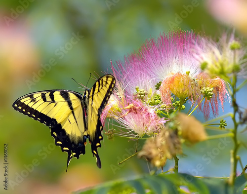 Obraz na płótnie motyl kwiat zwierzę natura