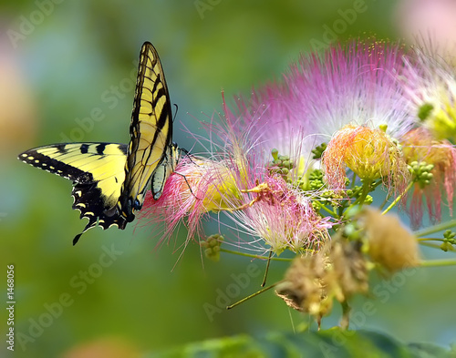 Fotoroleta natura kwiat motyl