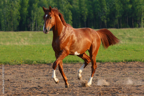 Naklejka arabian trawa natura ogier