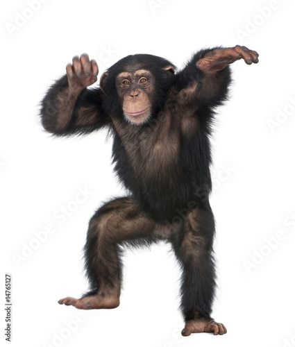 Naklejka małpa zwierzę dziki taniec ssak