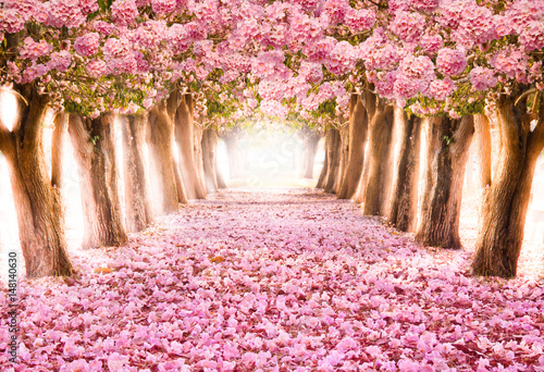 Obraz na płótnie kwitnący tunel piękny pejzaż droga