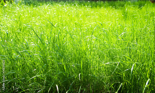 Naklejka park lato zdrowy trawa