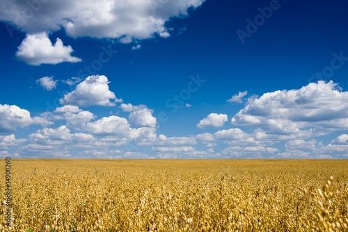 Naklejka rolnictwo zboże niebo żyto