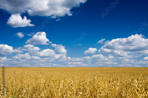 Plakat rolnictwo zboże niebo żyto