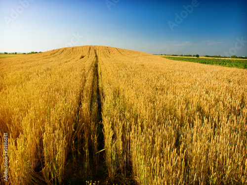 Fotoroleta ameryka trawa ziarno zdrowie pszenica