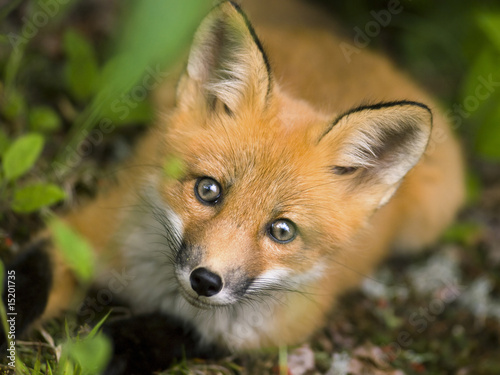 Plakat zwierzę drzewa ładny natura