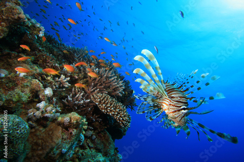 Plakat koral tropikalna ryba morze czerwone morze rafa