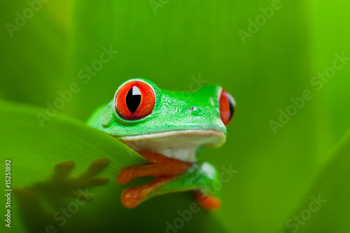 Plakat tropikalny oko roślina żaba natura