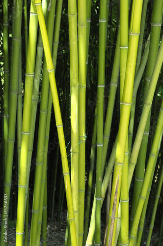 Fotoroleta roślina natura ogród bambus zieleni