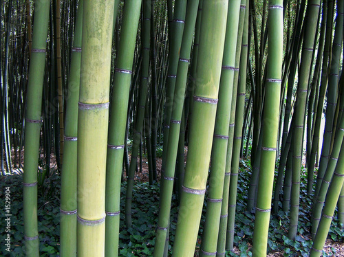 Fototapeta bambus azja las natura