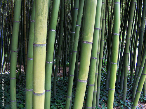 Naklejka bambus azja las natura