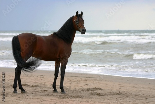 Fotoroleta piękny zatoka plaża arabian